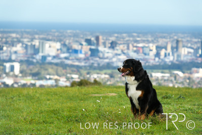 July 2021 / BOW_WOW_210713_152