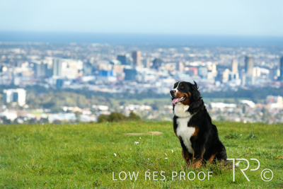 July 2021 / BOW_WOW_210713_153