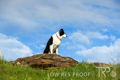 July 2021 / BOW_WOW_210713_211