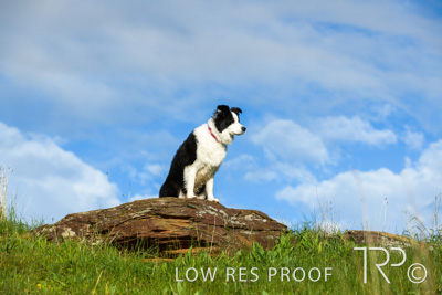 July 2021 / BOW_WOW_210713_212