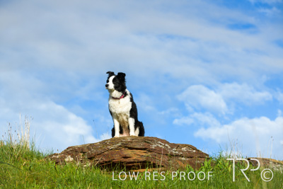 July 2021 / BOW_WOW_210713_213