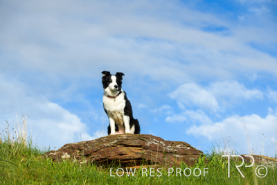 July 2021 / BOW_WOW_210713_214