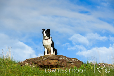 July 2021 / BOW_WOW_210713_215