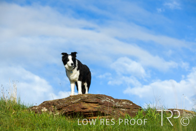 July 2021 / BOW_WOW_210713_218