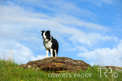 July 2021 / BOW_WOW_210713_219