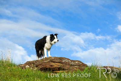 July 2021 / BOW_WOW_210713_221