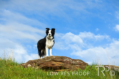 July 2021 / BOW_WOW_210713_222