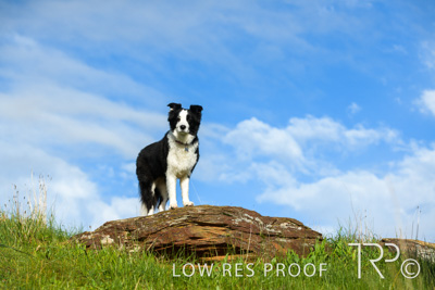 July 2021 / BOW_WOW_210713_223