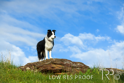 July 2021 / BOW_WOW_210713_224