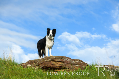 July 2021 / BOW_WOW_210713_225