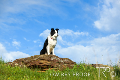 July 2021 / BOW_WOW_210713_229