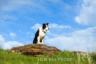 July 2021 / BOW_WOW_210713_230