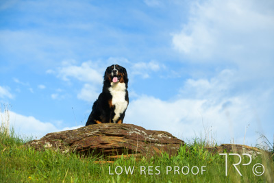 July 2021 / BOW_WOW_210713_231