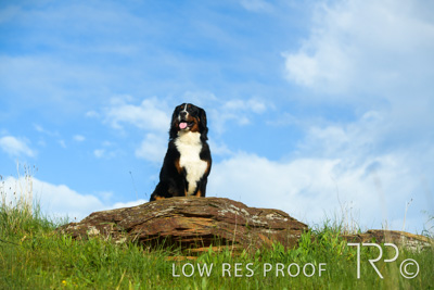 July 2021 / BOW_WOW_210713_233