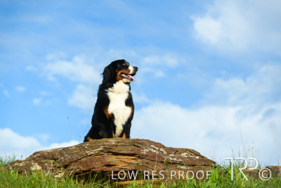 July 2021 / BOW_WOW_210713_235