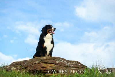 July 2021 / BOW_WOW_210713_237