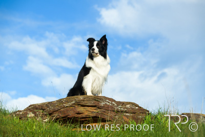 July 2021 / BOW_WOW_210713_240