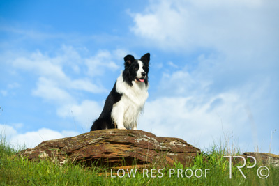 July 2021 / BOW_WOW_210713_241