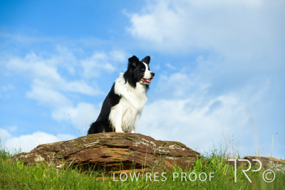 July 2021 / BOW_WOW_210713_242