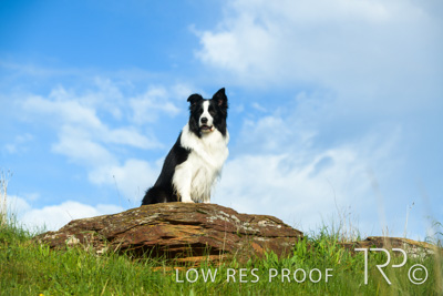 July 2021 / BOW_WOW_210713_243