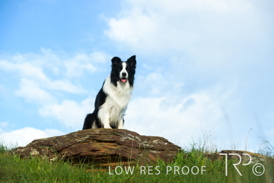 July 2021 / BOW_WOW_210713_245