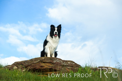 July 2021 / BOW_WOW_210713_246