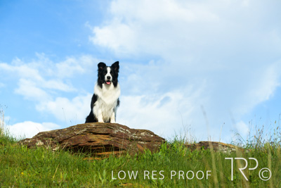 July 2021 / BOW_WOW_210713_247