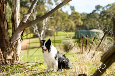 July 2021 / BOW_WOW_210713_461