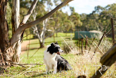 July 2021 / BOW_WOW_210713_466