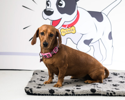 January 2022 / Daisy_014