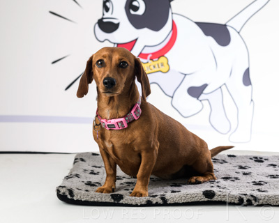 January 2022 / Daisy_022