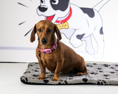 January 2022 / Daisy_024