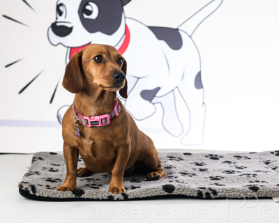 January 2022 / Daisy_033