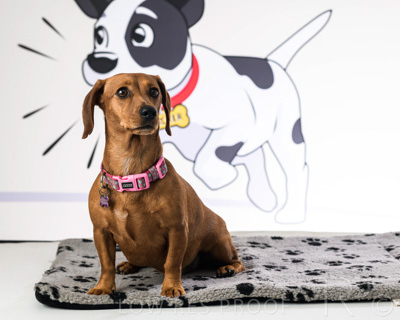 January 2022 / Daisy_054