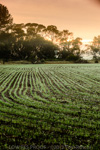 VITERRA / YORK_PENNINSULA_FARMING_025_(130604)