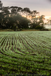 VITERRA / YORK_PENNINSULA_FARMING_027_(130604)