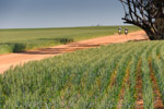 VITERRA 2013 / VITERRA_TANGERBOUN_063_(131009)