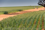 VITERRA 2013 / VITERRA_TANGERBOUN_064_(131009)