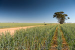 VITERRA 2013 / VITERRA_TANGERBOUN_075_(131009)