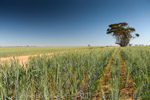 VITERRA 2013 / VITERRA_TANGERBOUN_076_(131009)
