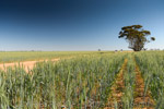 VITERRA 2013 / VITERRA_TANGERBOUN_077_(131009)