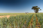 VITERRA 2013 / VITERRA_TANGERBOUN_079_(131009)