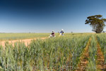 VITERRA 2013 / VITERRA_TANGERBOUN_081_(131009)