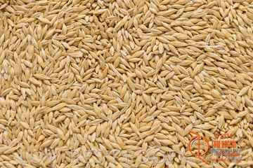 VITERRA 2013 / BARLEY_01_140303-2