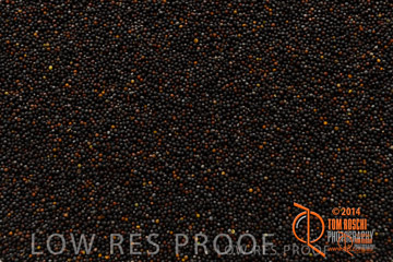 VITERRA 2013 / CANOLA_01_140303-2