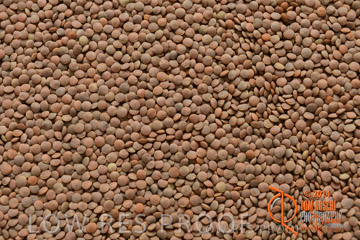 VITERRA 2013 / LENTYL_NUGGETS_01_140303-2