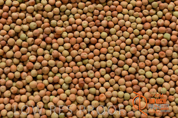 VITERRA 2013 / PEAS_01_140303-2