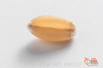 VITERRA 2013 / GRAIN_016_140827