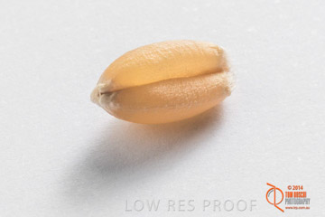 VITERRA 2013 / GRAIN_017_140827