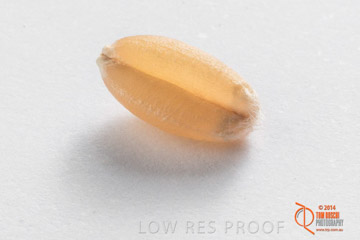 VITERRA 2013 / GRAIN_018_140827